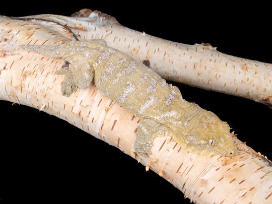 Female Nuu Ana (AN6-1104-3)