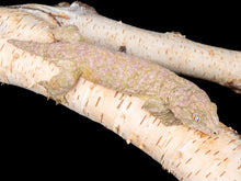 Load image into Gallery viewer, [ID:A70YE0]
