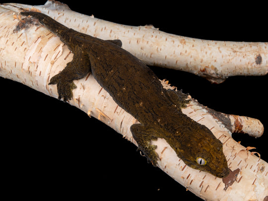 Female Pure CDM (CDM-1104-9)