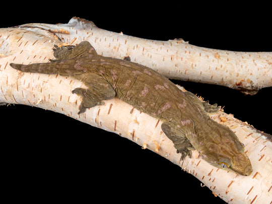 Female Friedel Melanistic (GTKFM1-1104-16)