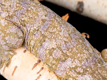 Load image into Gallery viewer, [ID:HZPYEC]
