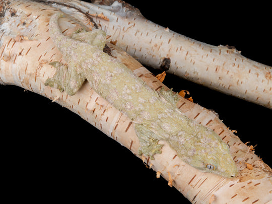 Male Moro (MORO2-1127-2)