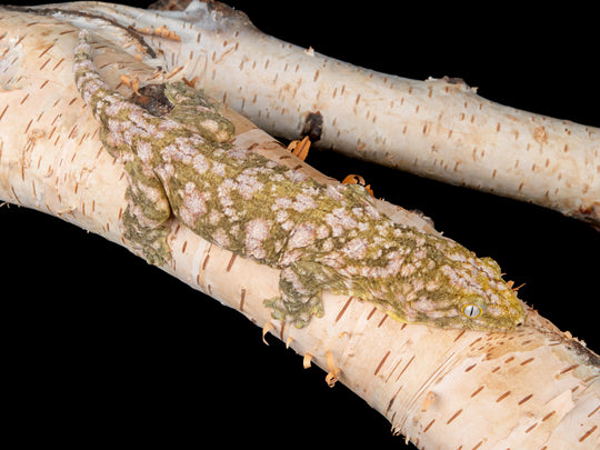 Male Super X (HSX6-1127-4)