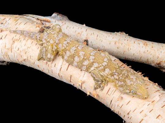 Male Nuu Ana (AN7-1127-6)