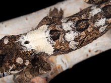 Load image into Gallery viewer, [ID:KFUZOU]
