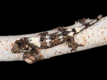 Load image into Gallery viewer, [ID:00OZOT]
