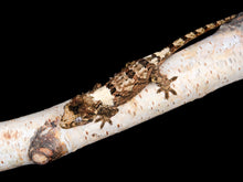 Load image into Gallery viewer, [ID:8IGZOX]
