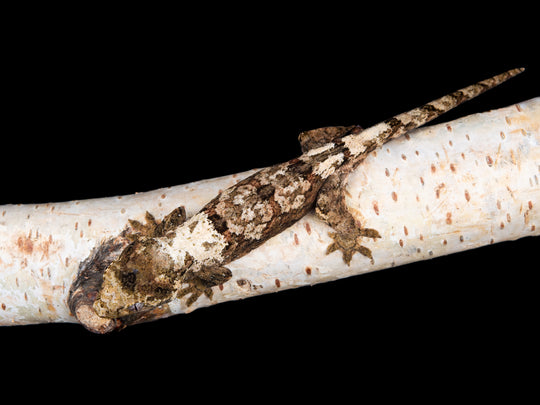 Probable Female (C28-1127-4)