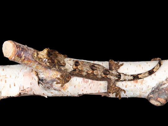 Unsexed (C32-1127-6)