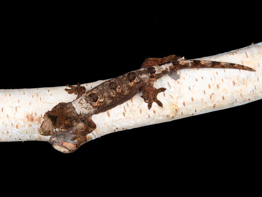 Unsexed (C16-1127-8)