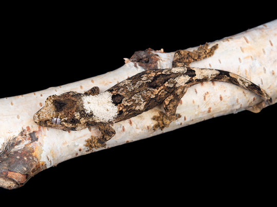 Unsexed (C14-1127-10)