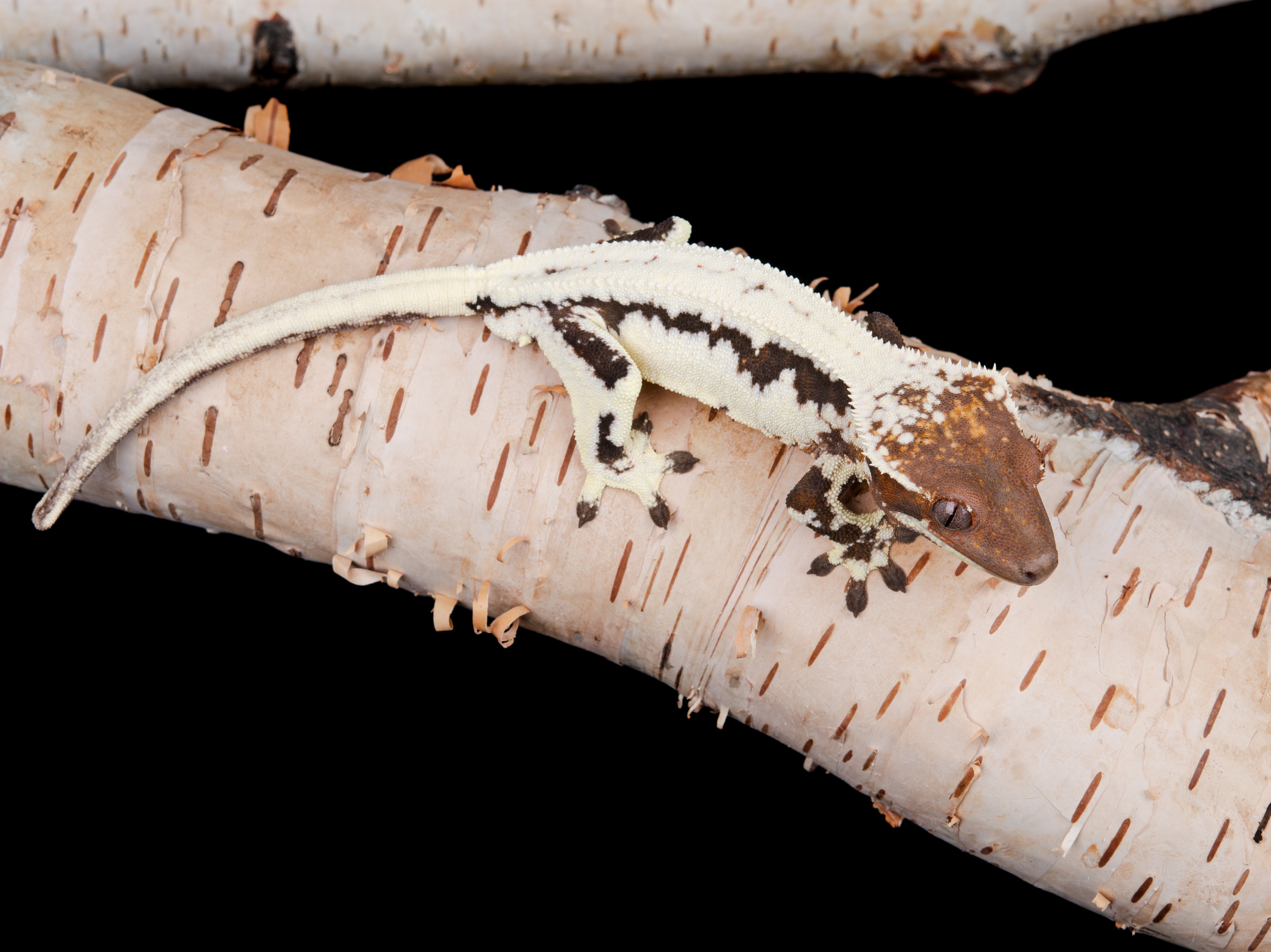 Sable Lilly White Male (SBLW-0130-3) – Northern Gecko Inc