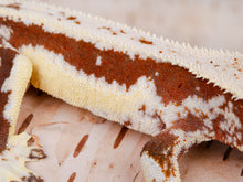 Load image into Gallery viewer, [ID:NCOZU8]
