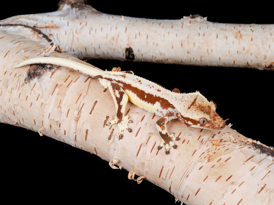 Male Lilly White (LW6-0130-4)