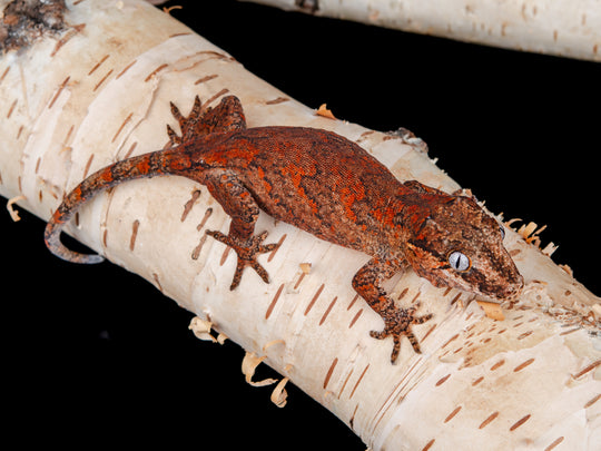 Female Blotch (G12-0130-9)