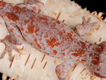 Load image into Gallery viewer, [ID:VHKZUI]
