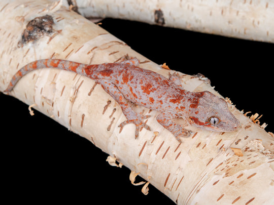 Prob. Female Blotch (GA-0130-10)