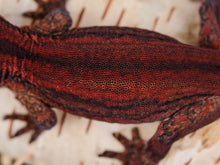 Load image into Gallery viewer, [ID:X7SZUM]
