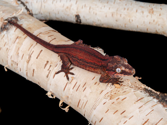 Female Red Base Stripe (G56-0130-12)