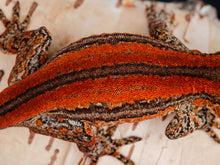 Load image into Gallery viewer, [ID:QVQZUO]
