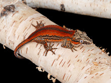 Load image into Gallery viewer, [ID:2VHZUN]
