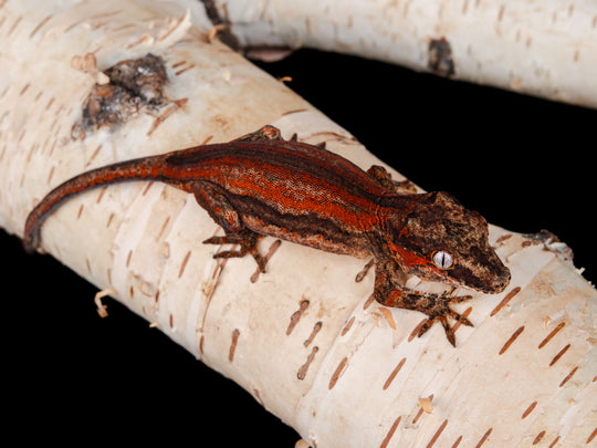 Un. Red Stripe (G22-0130-16)