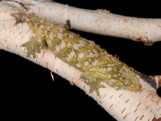 Moro Female (MORO-0410-9)