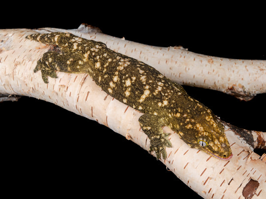 Granite Male (GRAN1-0410-11)