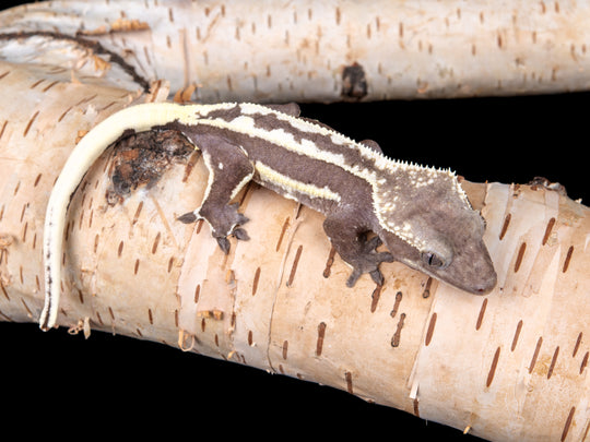 Female Lilly White Axanthic (LWAX-0515-3)