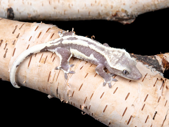 Prob. Female Lilly White Axanthic (LWAX-0515-6)