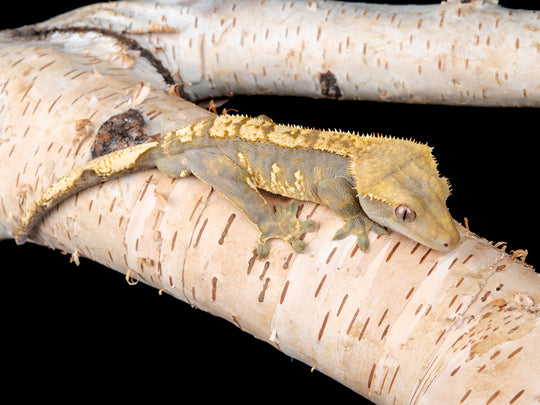 Male 100% Het Axanthic ((ax)-0515-9)
