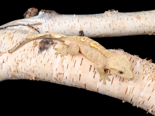 Male 100% Het Axanthic ((ax)-0515-10)