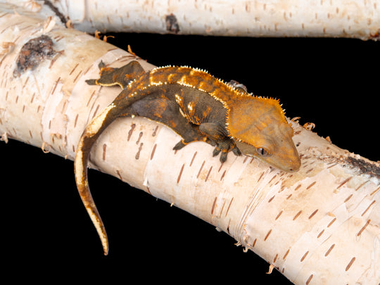 Female 100% Het Axanthic ((ax)-0515-12)