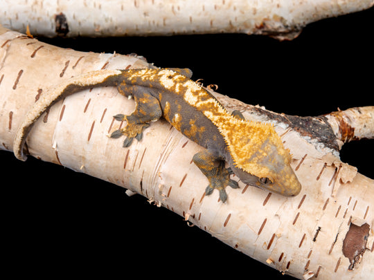 Male 100% Het Axanthic ((ax)-0515-13)