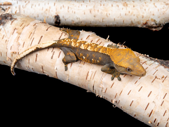Female 100% Het Axanthic ((ax)-0515-16)