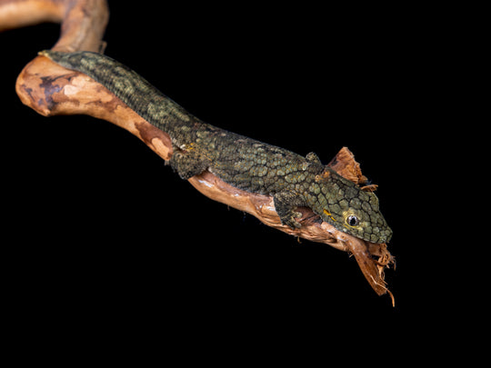 Male Vieillardi (EV5-0515-4)
