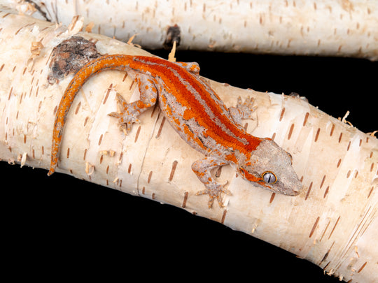 Prob. Female GA-0621-1