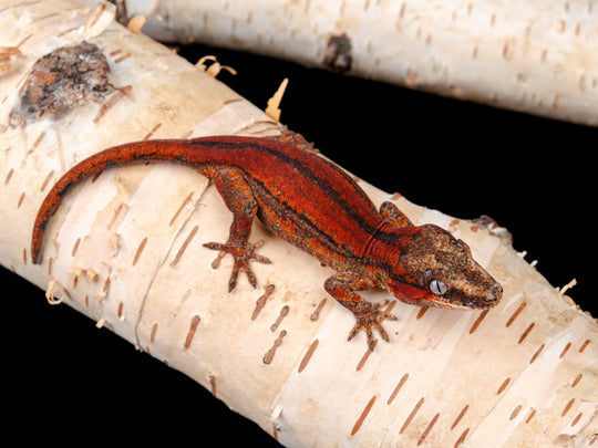 Prob. Female G12-0621-7