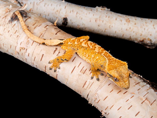 Harlequin Male NGM-0621-3