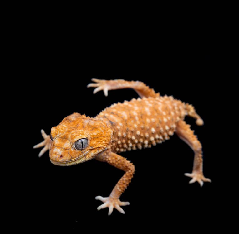 Gecko shop shop