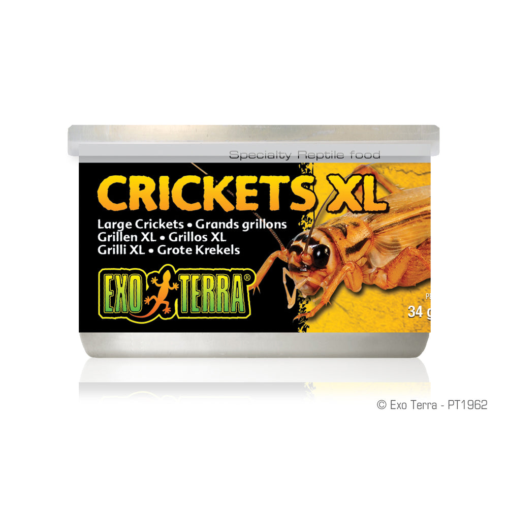 Exo Terra Crickets XL, 34g