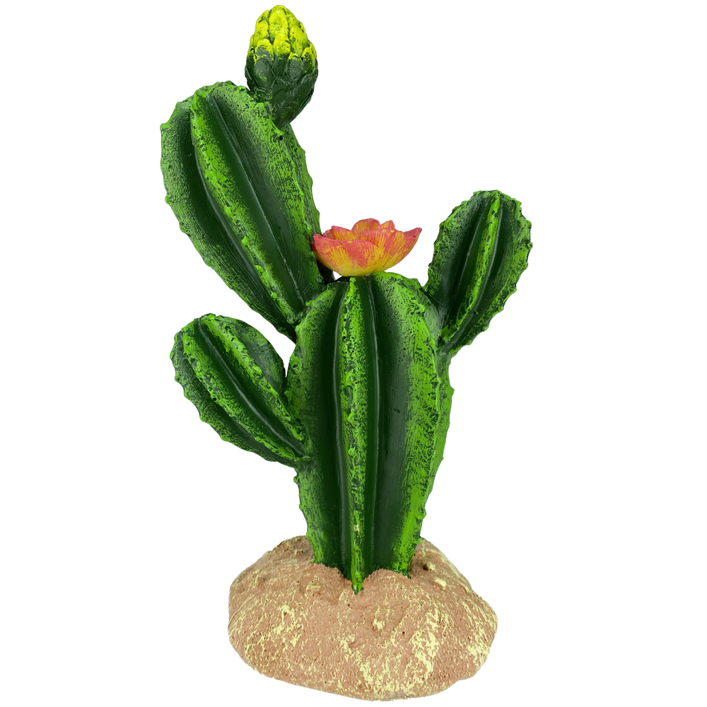 Komodo Flower Cactus 9