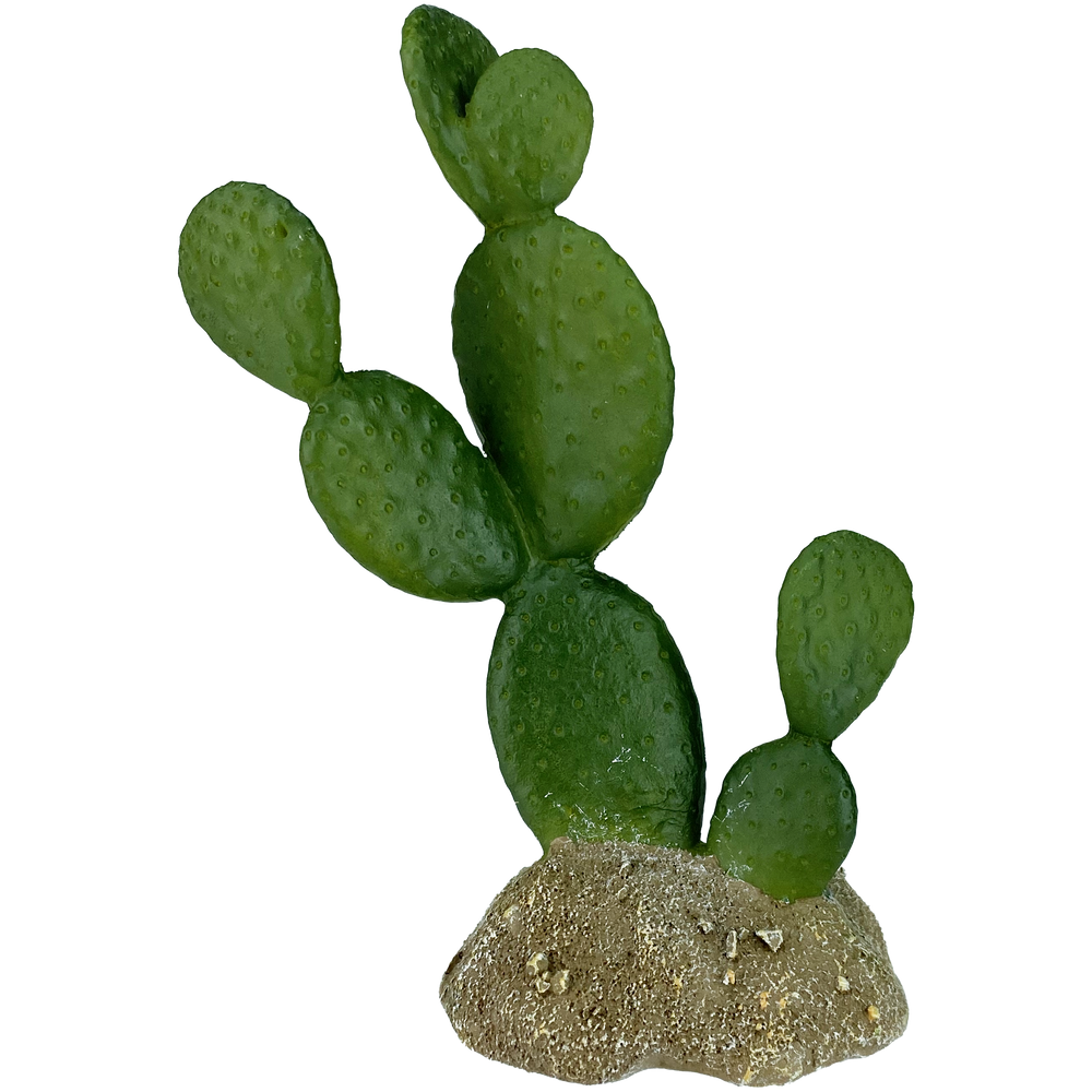 Komodo Prickly Pear Cactus 6.3