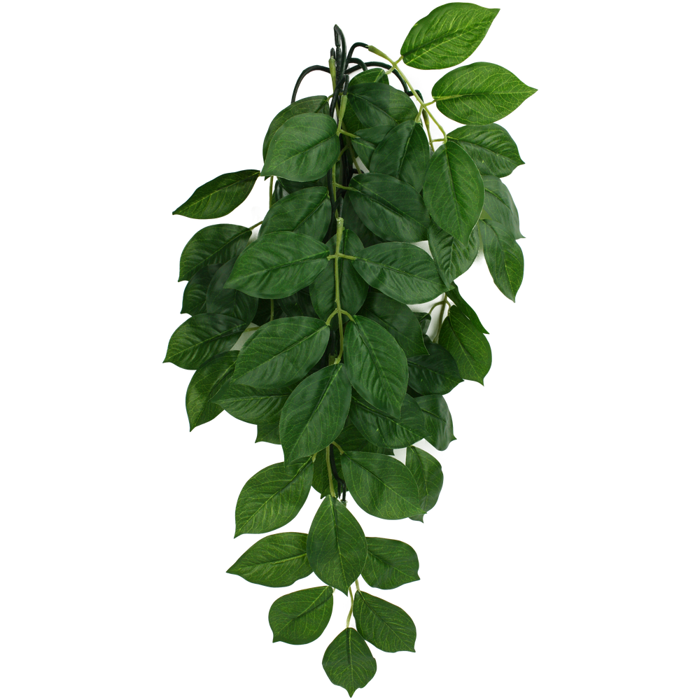 Komodo Climbing Plant Green Leaf