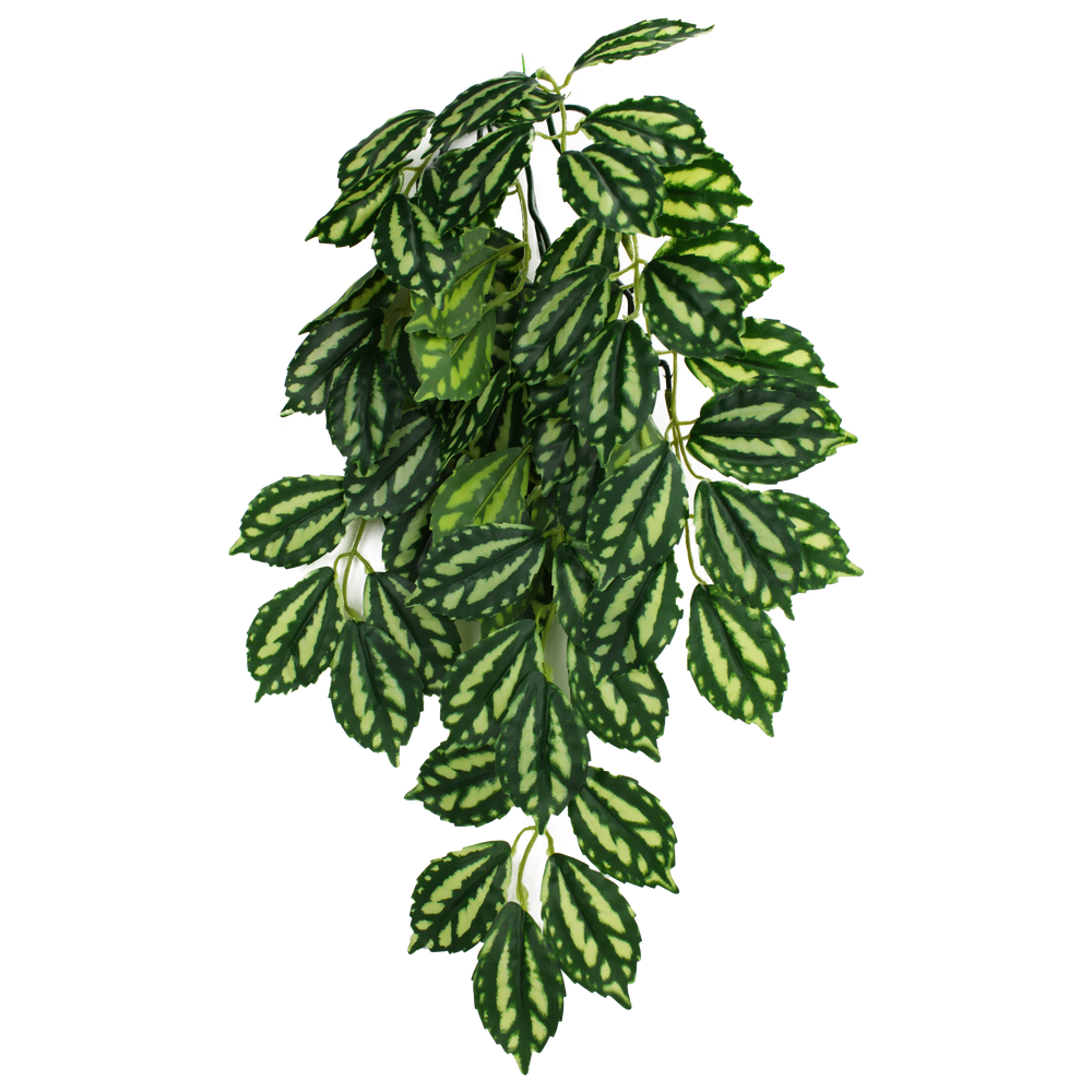 Komodo Climbing Plant Two-Tone Leaf