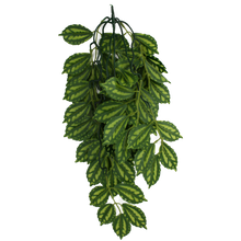 Load image into Gallery viewer, Komodo Climbing Plant Two-Tone Leaf
