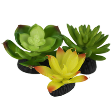Load image into Gallery viewer, Komodo Succulent Yellow \ Green 3-Pack
