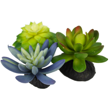 Load image into Gallery viewer, Komodo Succulent Blue \ Green 3-Pack
