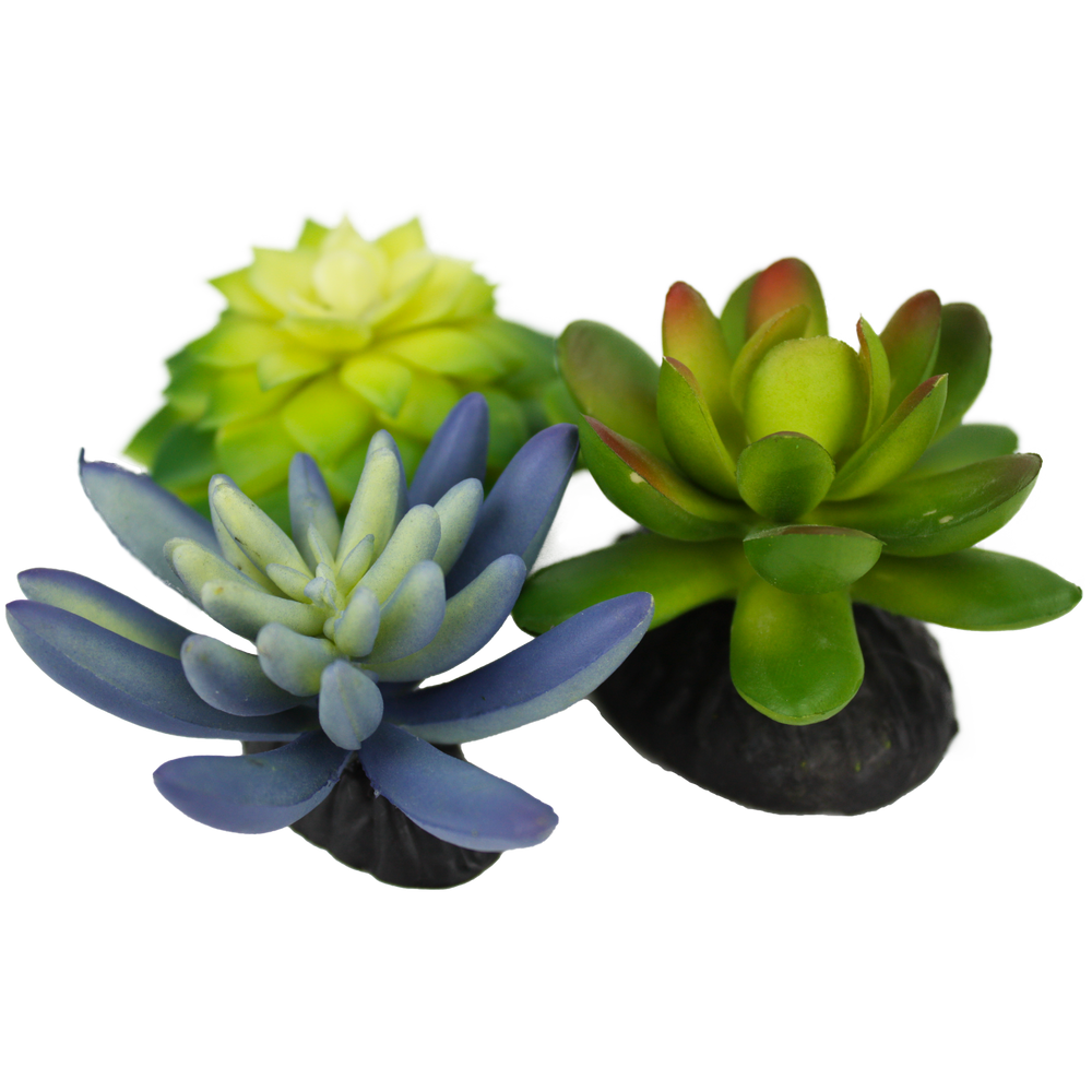 Komodo Succulent Blue \ Green 3-Pack
