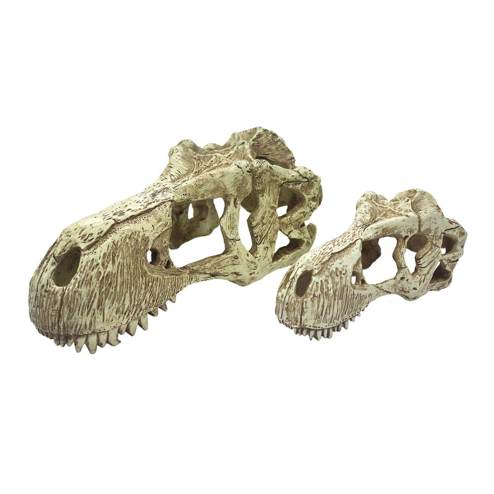 Komodo T-Rex Skull